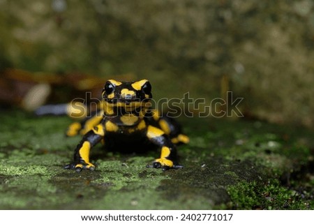 a fire salamander emerges from the old stone wall of a chapel