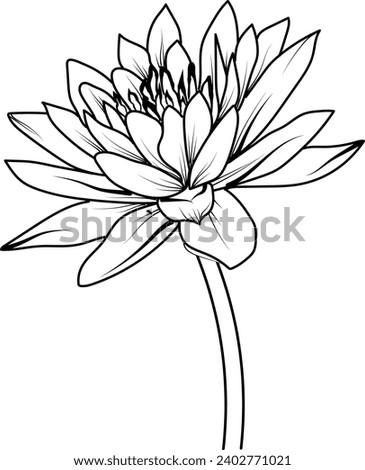  water lily flower drawing, a branch of the botanical spring collection, ink illustration vector art of waterlily bouquet, hand-drawn waterlily
