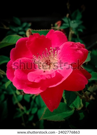 Red Rose Picture with green leaf