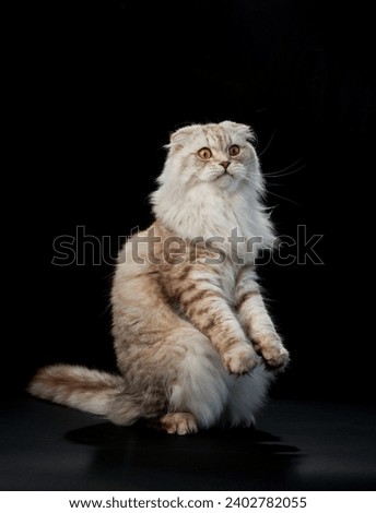 Regal Scottish Fold cat, poised and plush, against a stark black backdrop. Pet in studio 