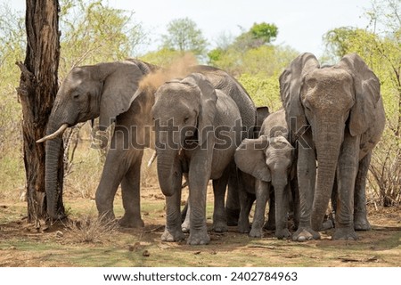 Four elephants showering in dirt