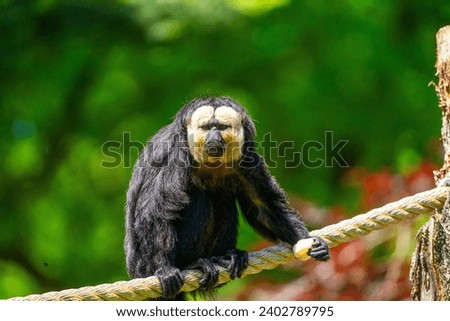 Apenheul Zoo, The Netherlands monkeys HD photos.