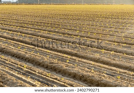 Green Radiance: Broccoli Sprouts under the Golden Evening Light with Drip Irrigation System. Royalty-Free Stock Photo #2402790271