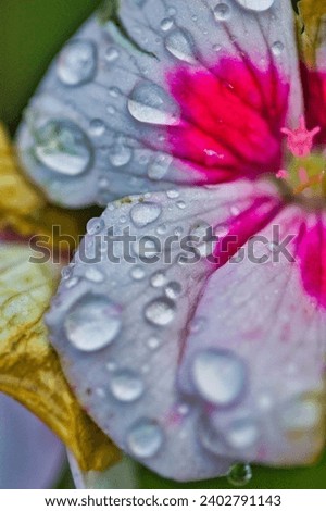 Beautiful macro photography of few petals of a gorgeous geranium flower, after the rain