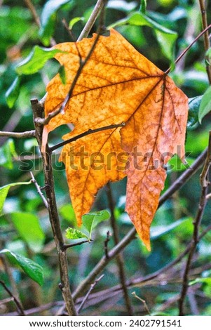 Beautiful macro photography of an isolated dry leaf in a garden in the fall