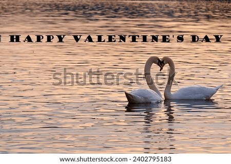 Happy Valentine's Day banner card. Two lovers swans in the shape of heart in sunset. Copy space for more placement of text. Royalty-Free Stock Photo #2402795183