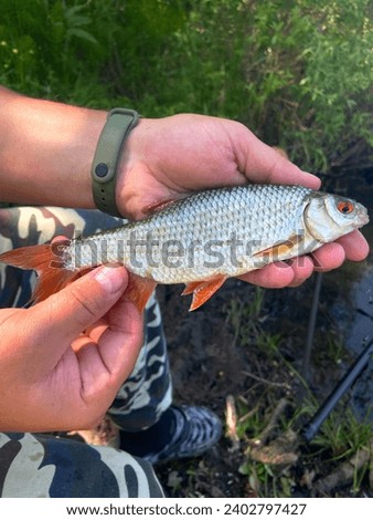 A fisherman holds a caught fish in his hands in close-up. Roach fish being caught. Fisherman holds a fish in his hand close-up.