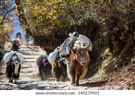 Yaks carrying weight in Nepal Royalty-Free Stock Photo #240279901