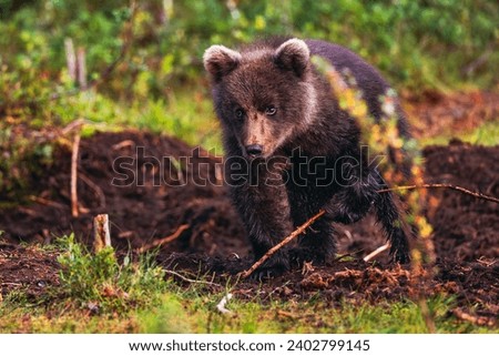 Young bear cub in the summer forest