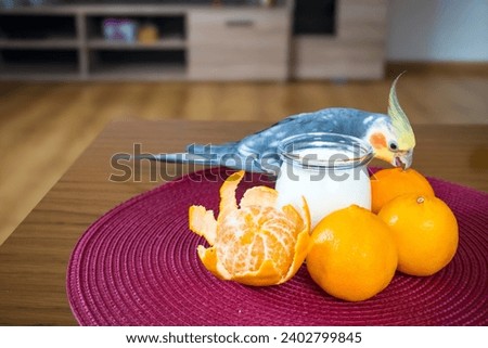 Cockatiel parrot eating Homemade yogurt with a mandarin for a breakfast. Royalty-Free Stock Photo #2402799845