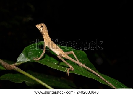 Sri Lankan kangaroo lizard on leaf in Sinharaja forest