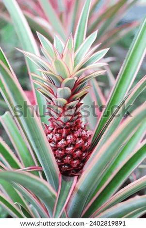 Red pineapple fruit growing among its leaves 