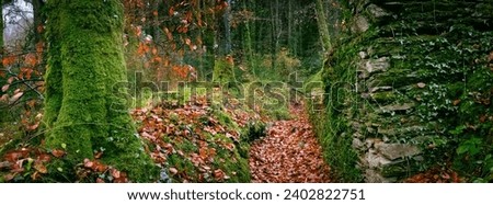 Autumn woodland in the ruins at idless cornwall uk  Royalty-Free Stock Photo #2402822751