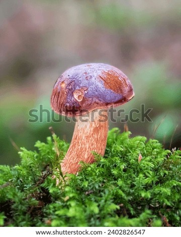 
This type of mushroom comes from eastern Russia or Europe