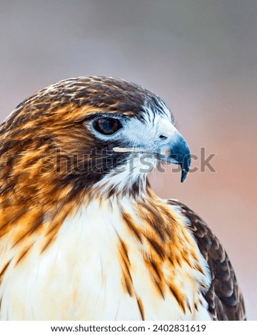 close up of face of Beaufiful red tailed hawk Royalty-Free Stock Photo #2402831619