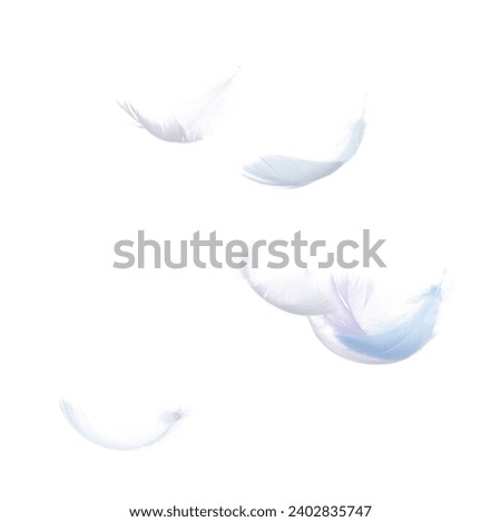 Many Pastel Feather fly fall in Air over white background isolated. Puffy Fluffy soft feathers as purity smooth like dream floating dove in sky. Angle flying from heaven, photo motion Royalty-Free Stock Photo #2402835747