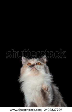 portrait of a Persian crossbreed cat indoors on a dark background
