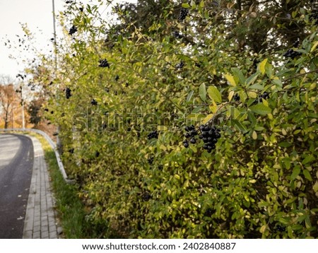 Bunch of ripe black chokeberry on a branch near the road Royalty-Free Stock Photo #2402840887