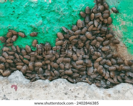 Population of kepik daun or lady bug or pentatomidae attached to a green concrete