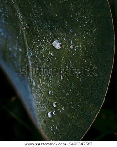 Leaf Drops Dew Raindrops. Images of water drops, leaves, raindrops.