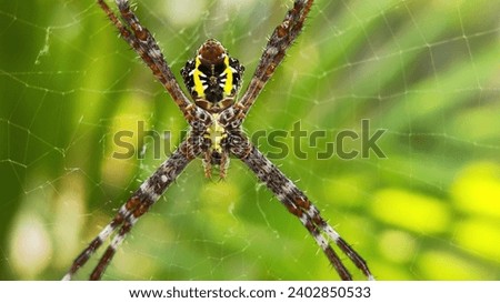 Macro Shot. Beautiful nature scene. Close up of the spider