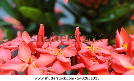 Beautiful Natural Background of flowers