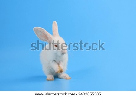 Bunny easter white rabbit stand up on two legs and sniffing, looking around, on blue screen background. Symbol of easter festival animal.Lovely mammal with beautiful bright eyes in nature life