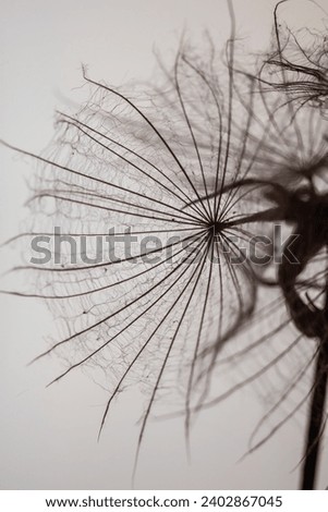 Abstract background screensaver closeup of dandelion flower and its seeds.