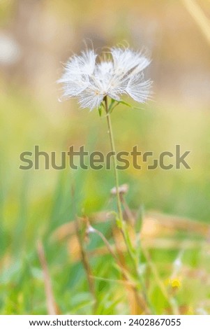 Seasonal flower on a background of sun rays. Dandelion useful for life meadow plant