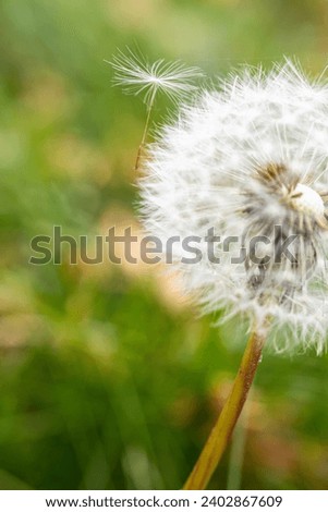 Seasonal flower on a background of sun rays. Dandelion useful for life meadow plant