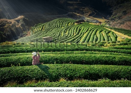 Lifestyle, Asian woman travel on winter vacation, enjoy take a photo scenery nature sunshine in morning with light mist in tea plantation, rai cha 2000 in valley, Doi Ang Khang, Chiang Mai, Thailand.