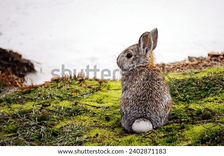 Mountain cottontail rabbit in Winter in Yellowstone National Park, Wyoming and Montana. Northwest. Yellowstone is a winter wonderland, to watch the wildlife and natural landscape. Hot Springs.      