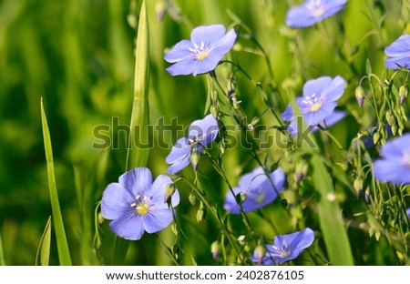 Blue flax flower on a stem with buds, realistic photo. Linum usitatissimum or common flax flower, linseed, flaxseed oil crop. Close up of blue flax seed flower in linseed garden. Royalty-Free Stock Photo #2402876105