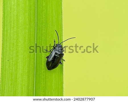 The object shows the detail of a beetle perched on a leaf