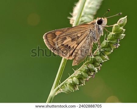 Detailed object of a butterfly perched on a weed leaf with a close-up background that is resting on the weed