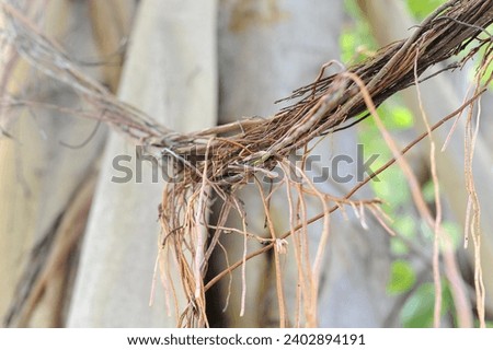 close up Banyan tree root branches in eco green park and garden. naturel backdrop and wallpaper