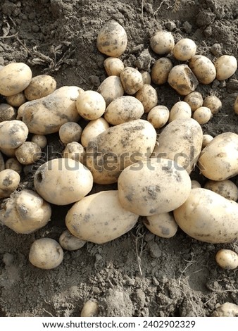 Potato cutting and its beautiful picture 
