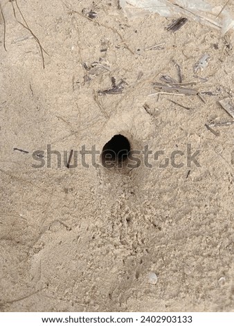 The beach sand with crab holes in between is brown and very dry