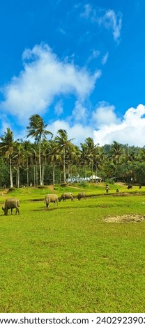 Buffalos at Kebo Beach Trenggalek East Java
