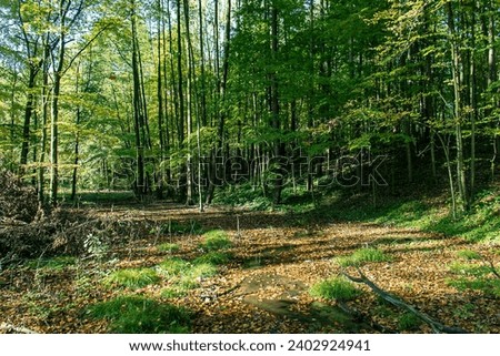 Photo of the forest. Forest on a sunny day. Open part of the forest. The sun hitting the trees. Forest, nature, grass.