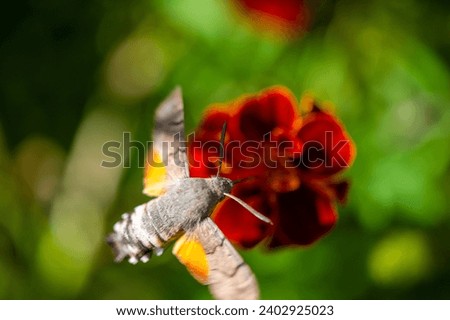 A bright flower and a bright hawk moth create a charming image. Nature is shown in all its glory in this stunning photo. This photograph captures the delicate balance of nature's colors.