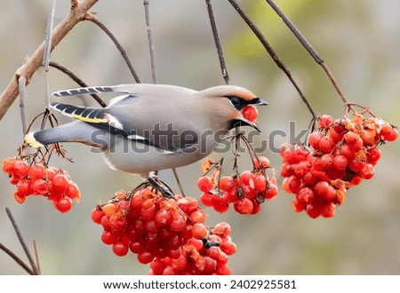 Bohemian waxwing bird, one of the unique birds with beautiful colors