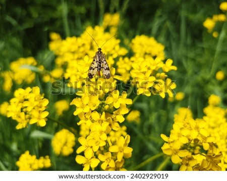 Panorpa communis the common scorpionfly on a yellow flower in June 2023 Romania, Bistrita