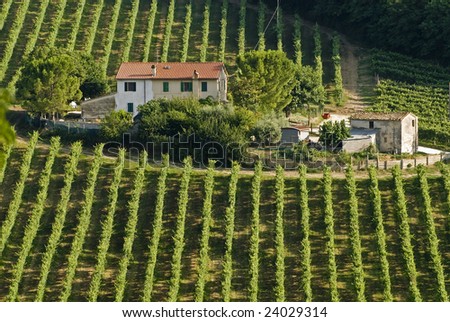 Marches (Italy) - Farm, with farmhouse and vineyard, near Ancona at summer