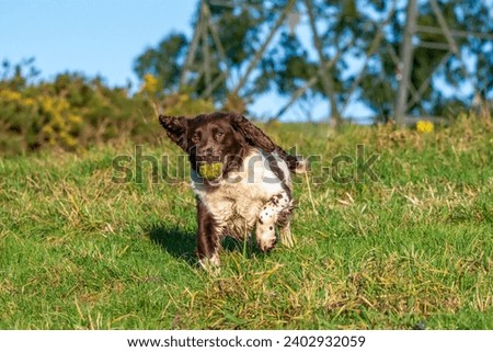 A Springer spaniels runs toward camera whilst playing ball in a rural location. Playful happy picture.