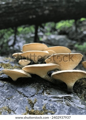 Polyporus alveolaris ,Group of wild mushrooms Dryad’s saddle,wild mushroom,natural mushroom,tree, natural, forest, brown, wood, fungus, mycology, closeup, mushroom, nature, background, fungi, mushroom Royalty-Free Stock Photo #2402937937