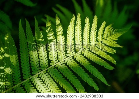 Experience the beauty and vibrancy of nature with fern leaves. Nature is art. Celebrate her beauty through the green leaf. Find love and freshness in the glow of this vibrant leaf.