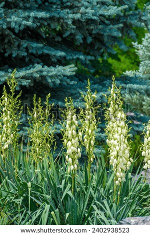 Blooming beauty in the Yucca garden! Plunge into a world of vibrant colors and delicate aromas among nature's finest creations. Yucca Blooms Flower Power