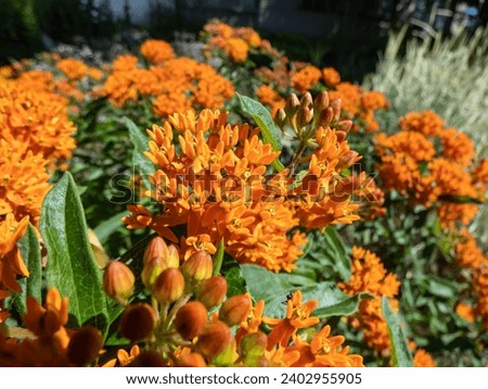 The Butterfly weed (Asclepias tuberosa) growing in the garden and flowering with wide umbels of orange flowers in summer Royalty-Free Stock Photo #2402955905
