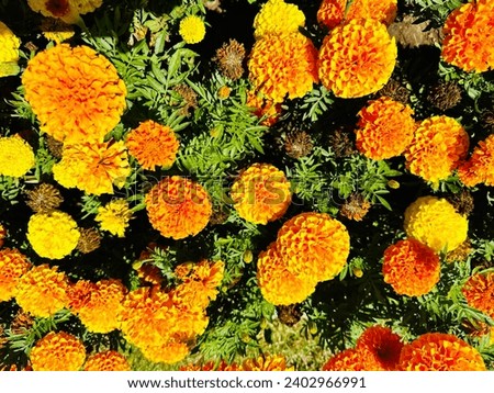Background of set of beautiful orange flowers.